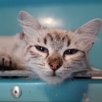 Chicoutimi, chatte à adopter