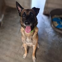 Orko, chien à adopter