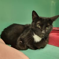 ASTUCE PAB29205, chatte à adopter