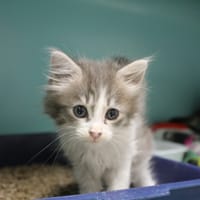 beyza, chatte à adopter