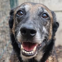 OUMEA, chienne à adopter
