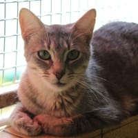 bertille, chatte à adopter
