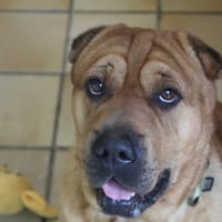 NORTON, chien à adopter