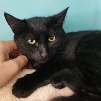 ROBB QCT, chat à adopter
