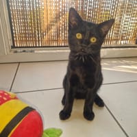 Marceline, chatte à adopter