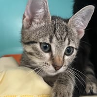 Nuage, chat à adopter