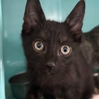Néon, chat à adopter