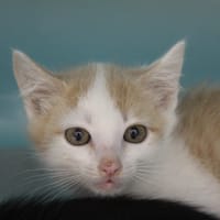 bilou, chat à adopter