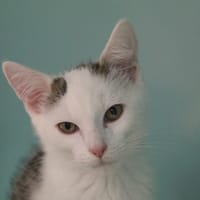 bulo, chat à adopter