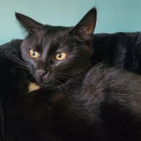 LANNISTER QCT, chat à adopter