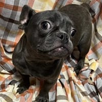 AROLD, chien à adopter