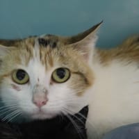 bayaé, chatte à adopter