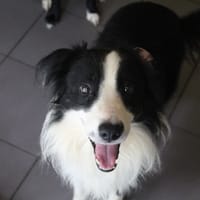 booky, chien à adopter