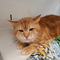 SIROCCO, chat à adopter