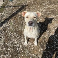 SCHOOL, chien à adopter