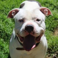 zion, chien à adopter