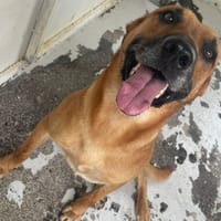 STARK, chien à adopter