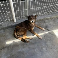 FOX, chien à adopter