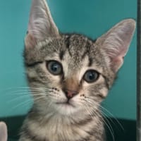 Novaé, chatte à adopter
