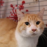 sympa, chat à adopter