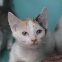 BULLE, chatte à adopter
