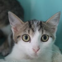 bayou, chatte à adopter