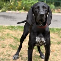 Bella CAA15976, chienne à adopter