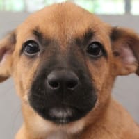 barbamama, chienne à adopter