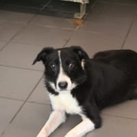 Blubel, chienne à adopter