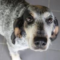 talia, chienne à adopter