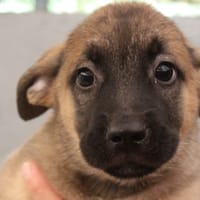 BARBIDUL, chien à adopter