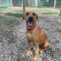 KASYA (réservée), chienne à adopter
