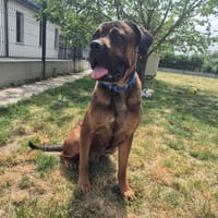 ADDOCK, chien à adopter