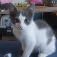 Buddy (FA), chat à adopter