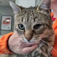 WINSTON, chat à adopter