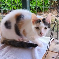 Marlie, chatte à adopter