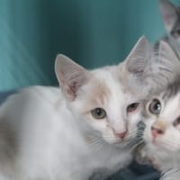 BONZAI, chat à adopter