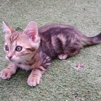 Moutarde, chatte à adopter