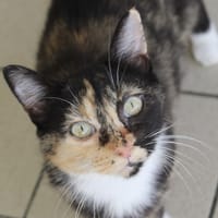 babibelle, chatte à adopter