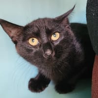 STARK QCT, chat à adopter