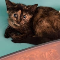 CRUSH, chatte à adopter