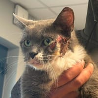 EBENE, chatte à adopter