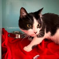 LILI, chatte à adopter