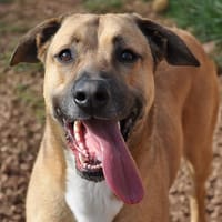 Dédé, chien à adopter
