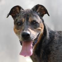 Bostyk, chien à adopter