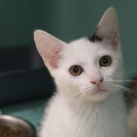 bolu, chatte à adopter