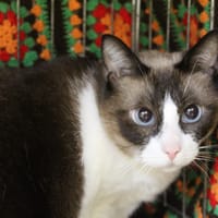 uzia dit gypsy, chatte à adopter