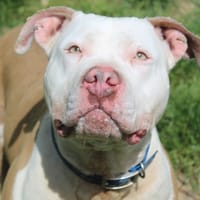 raïka, chienne à adopter