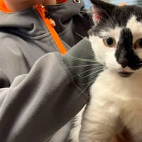SQUATER, chat à adopter