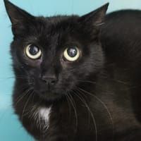 BIANCA, chatte à adopter